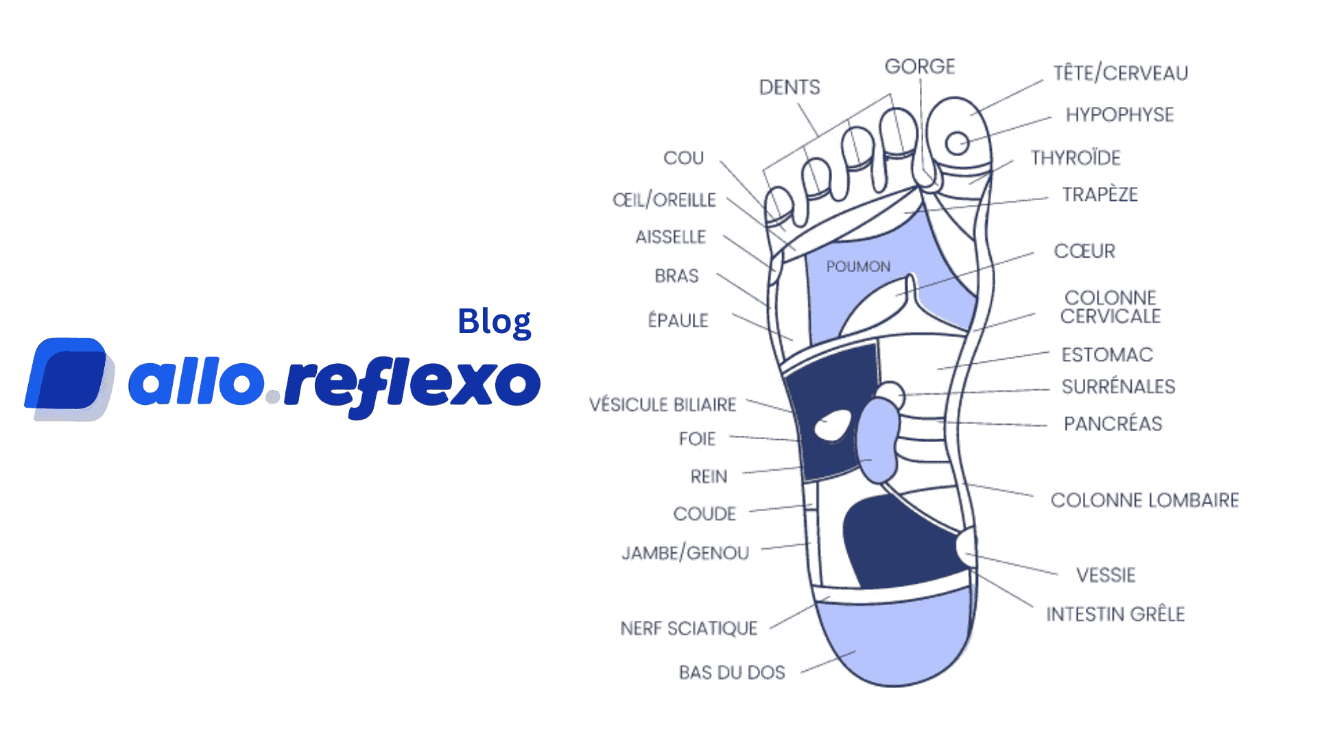 Les zones réflexes expliquées : comment fonctionnent-elles vraiment ?